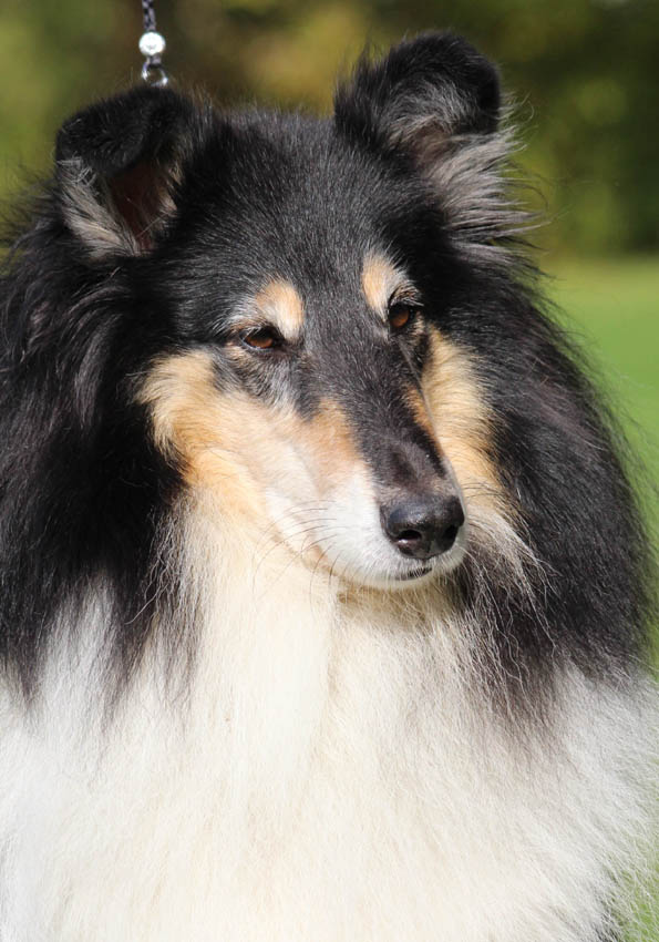 Vittra 9,5 år