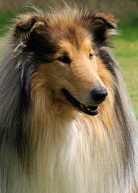 KORAD Ottey's Goldenbear, "Nalle", 5,5 år