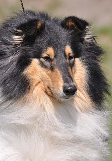 Popham's Ann Jo Kept in Mind, "Zindy", 3 år
